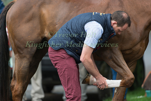 Vet inspecting horse in the Holding box