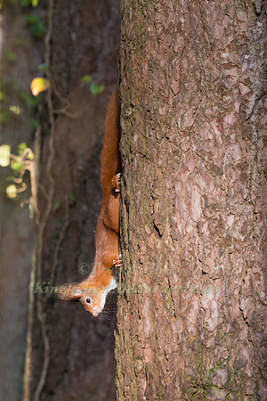 Red Squirrel (Sciurus vulgaris) pauses to look around  as it mak
