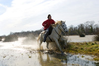 A Guardian competing Cross Country Camargue Style