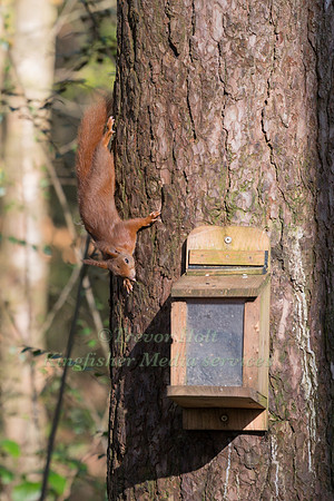 Red Squirrel (Sciurus vulgaris) pauses to look around  whilst ap
