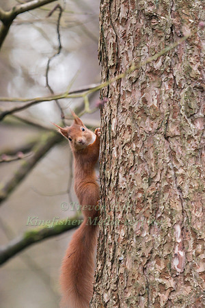 Red Squirrel (Sciurus vulgaris) pauses to look around  whilst cl