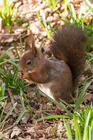 Red Squirrel (Sciurus vulgaris) eating a nut on the fwoodland fl