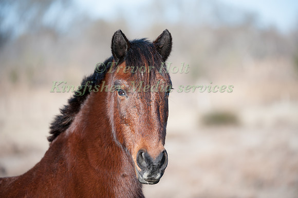 Head