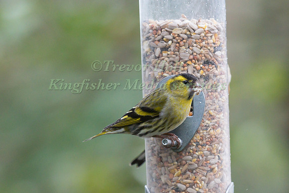 A Siskin (Carduelis spinus) perched on a birdfeeder