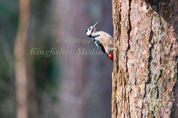 Greater Spotted Woodpecker (Dendrocopos major) perched on a tree