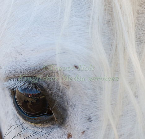 Eye