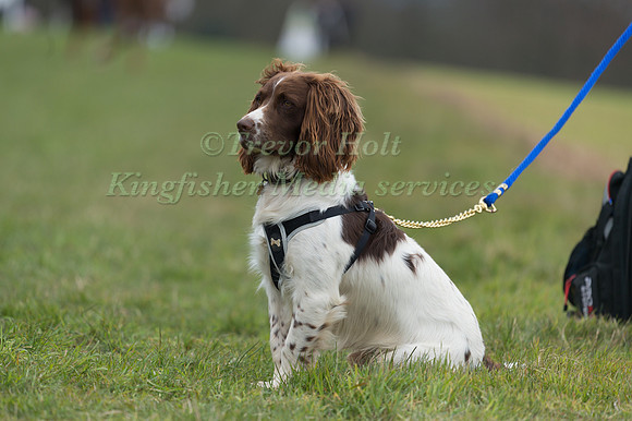 DRESSAGE SPECTATOR