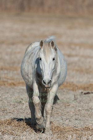 Camargue Horse