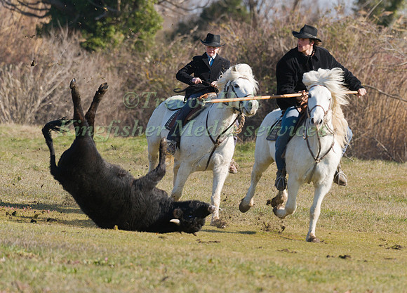Guardians demonstrate how to flick a bull the Camargue way