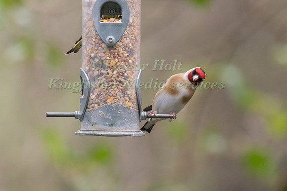 Goldfinch (Carduelis carduelis) perched on a garden feeder