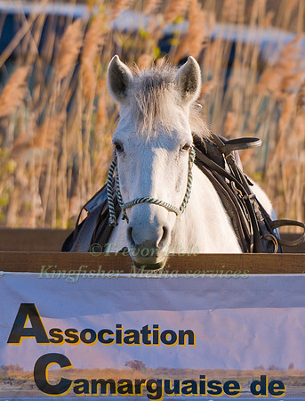 Camargue Horse at the Camagri