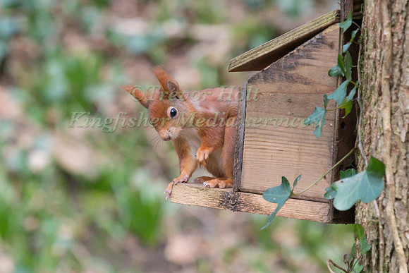 Red Squirrel (Sciurus vulgaris)  on a feeder in woodland setting