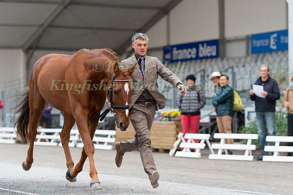 Karim Florent Laghouag of France and Punch De L'Esques