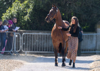 Amanda Pottinger (NZL) and Just Kidding