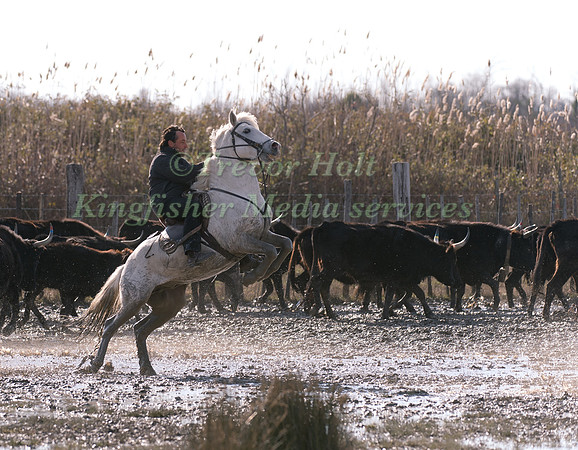 A Guardian competing in the handling test