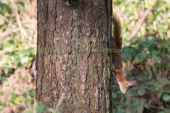 Red Squirrel (Sciurus vulgaris) pauses to look around  as it mak