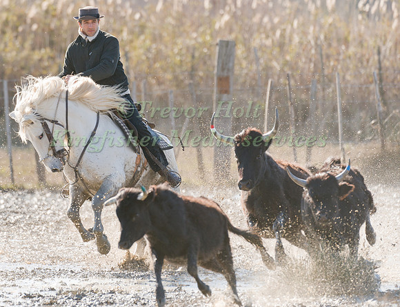 A Guardian competing in the handling test