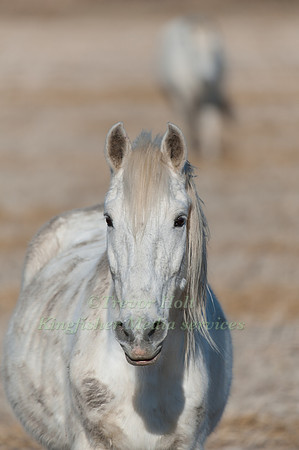 Camargue Horse