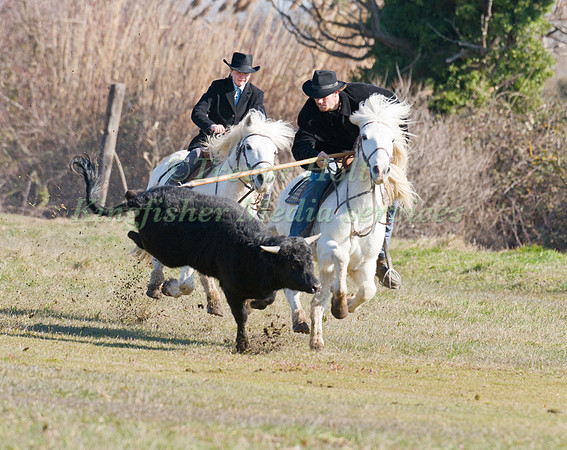 Guardians demonstrate how to flick a bull the Camargue way