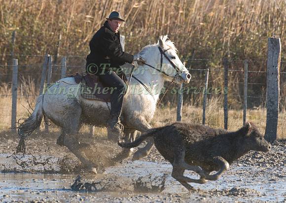 A Guardian competing in the handling test