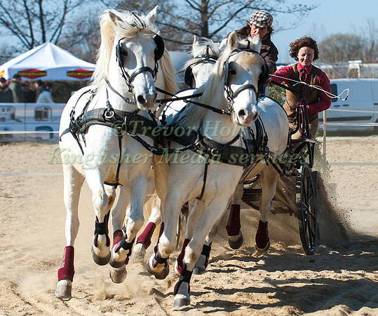 A team of four Camargue Horses perform at the Camagri