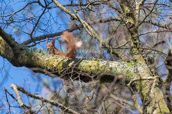 Red Squirrel (Sciurus vulgaris) pauses to look around  as it mak