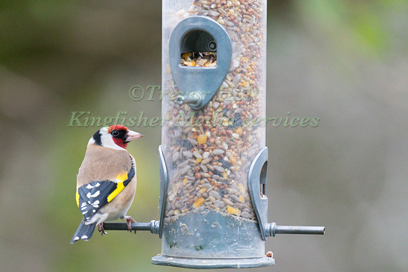 Goldfinch (Carduelis carduelis) perched on a garden feeder