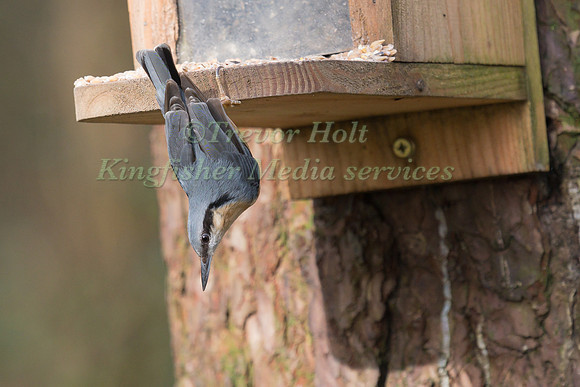 Nuthatch (Sitta europaea) hangiing upside down from a feeder