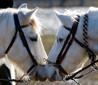 Camargue Horses nuzzle up