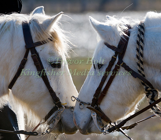 Camargue Horses nuzzle up