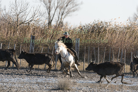 A Guardian competing in the handling test