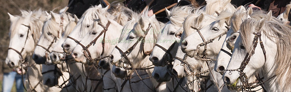 White Horses