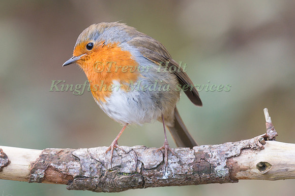 Robin (Erithacus rubecula) perching on a small branch