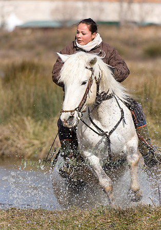 A Guardian competing Cross Country Camargue Style