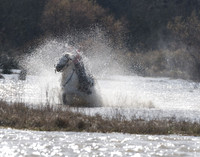 Cross Country test Camargue Style