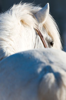 Canargue Horse