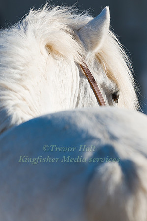Canargue Horse