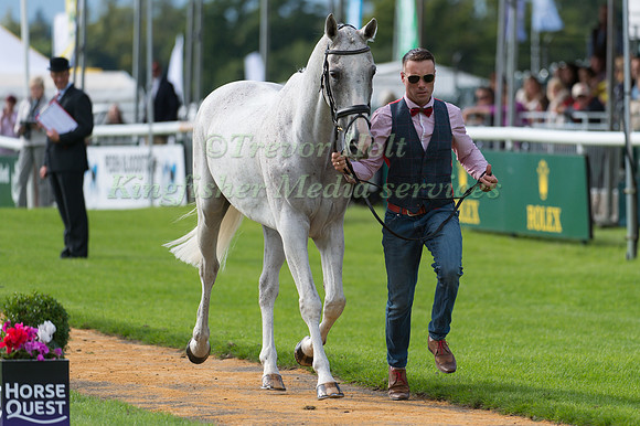 Paul Tapner (AUS) and  Kilronan