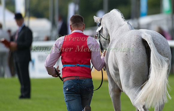 Paul Tapner (AUS) and  Kilronan