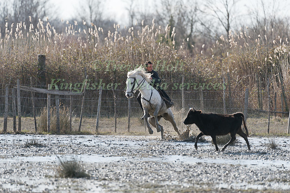A Guardian competing in the handling test