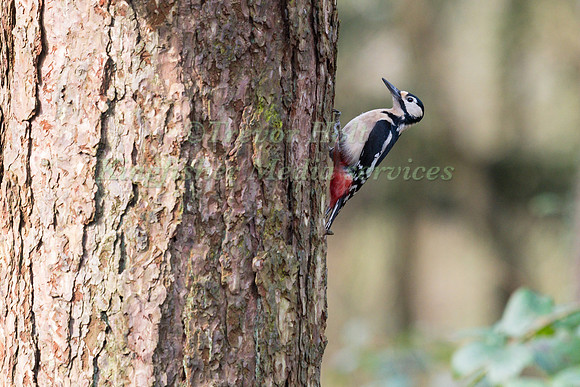 Greater Spotted Woodpecker (Dendrocopos major) perched on a tree