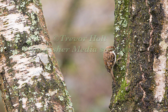 Treecreeper (Certhia familiaris) climbing up a branch in a woodl