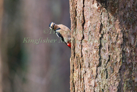 Greater Spotted Woodpecker (Dendrocopos major) perched on a tree