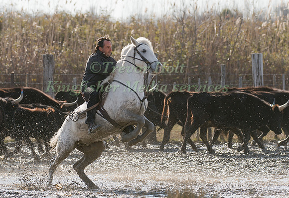 A Guardian competing in the handling test