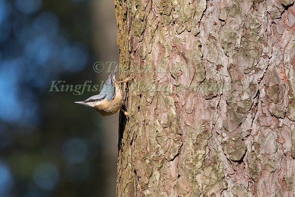 Nuthatch (Sitta europaea) perching on a tree trunk in woodland