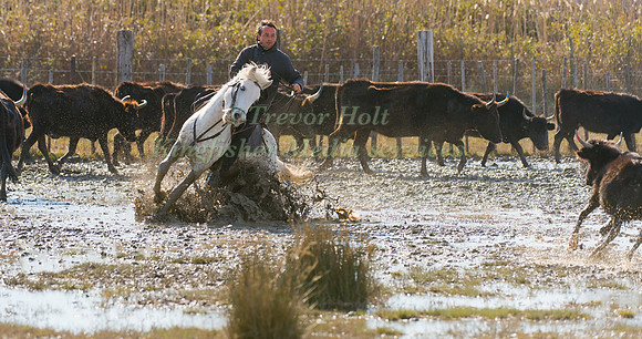 A Guardian competing in the handling test