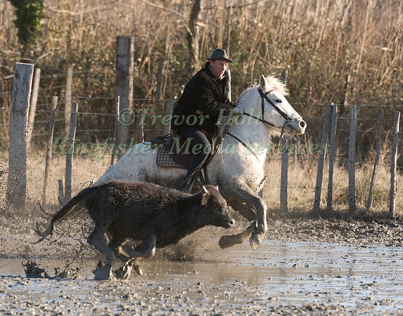 A Guardian competing in the handling test
