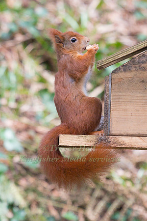 Red Squirrel (Sciurus vulgaris) eating a nut on a feeder