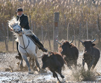 A Guardian competing in the handling test