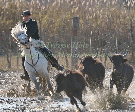 A Guardian competing in the handling test